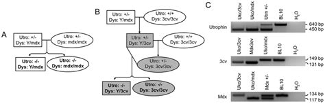 Generation Of Uko Mdx And Uko Cv Mice A Outline Of The Breeding