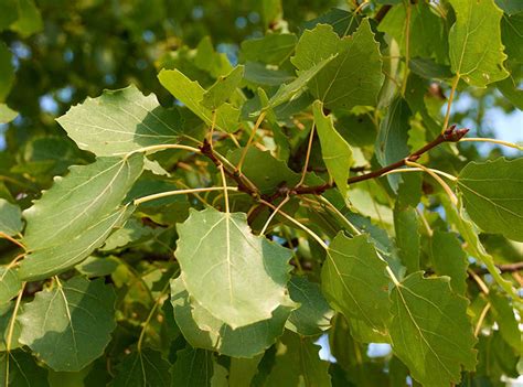 Осина обыкновенная (лат. Populus tremula)