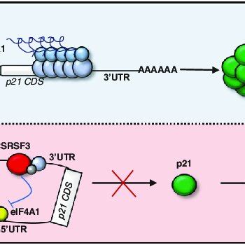 A Model Diagram Of Srsf Mediated Post Transcriptional Regulation Of