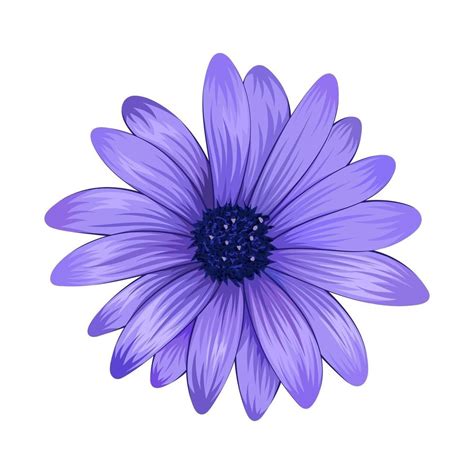 Beautiful purple daisy flower isolated on white background. 3240508 ...