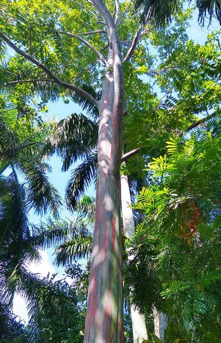 Eucalyptus Deglupta Rainbow Gum Tube Stock Tree And Arbor Supplies