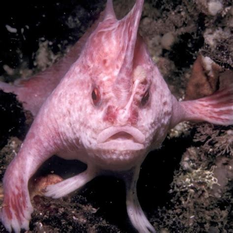 The Re-appearing Aussie Pink Handfish - SoGoodly