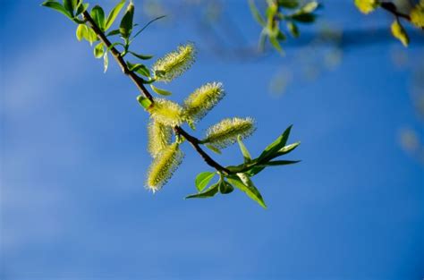 Free Images Landscape Tree Nature Blossom Cloud Sky Sun Field