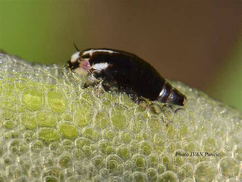 Spittlebug Of Froghopper Project Noah