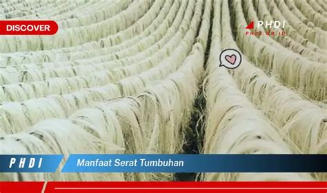 Ketahui 7 Manfaat Serat Tumbuhan Yang Bikin Kamu Penasaran