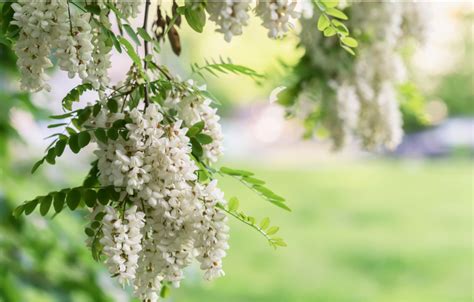 Bourgeon d acacia en gemmothérapie Usages et bienfaits