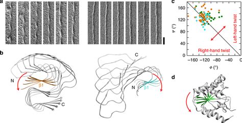 Different handedness of the β-sheet twist in the murine and the human ...