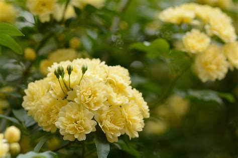 Керрия кустарник с желтыми цветами - 53 фото