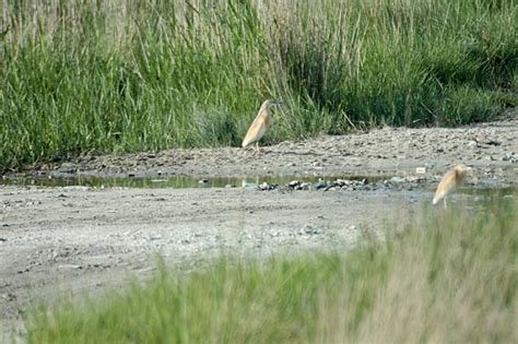 Crabier Chevelu