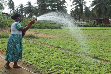 Innovation Technologique Dans Le Mara Chage Lirrigation En Pleine