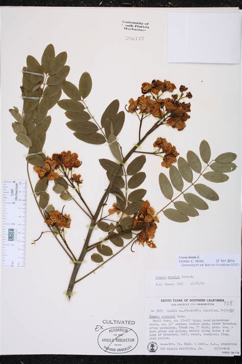 Cassia Fistula Species Page Isb Atlas Of Florida Plants