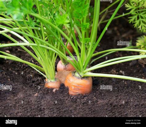 Carrot Plant Growing Closeup Carrot In Soil Stock Photo Alamy