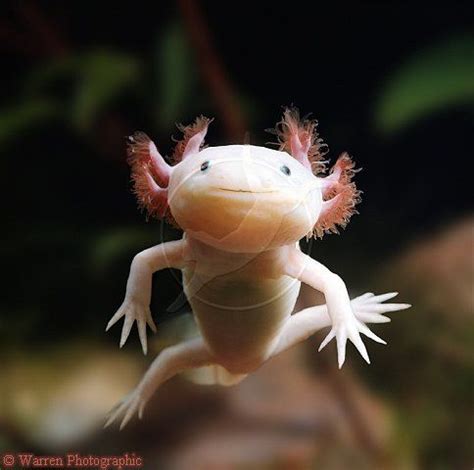 Feeling Sentimental Today | Dieren, Vreemde dieren, Axolotl