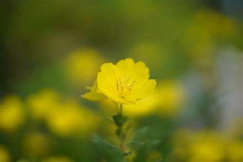 Meadow Evening Primrose Flower Free Photo On Pixabay Pixabay