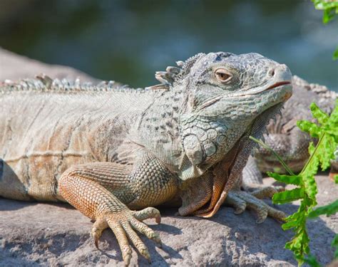 Iguania stock photo. Image of bizarre, close, reptile - 12254634