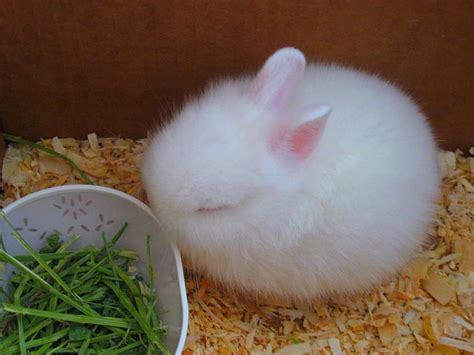 Fluffy Cute Baby Bunnies