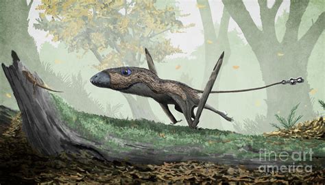 Dimorphodon Pterosaur Running On The Ground Photograph By Mark P