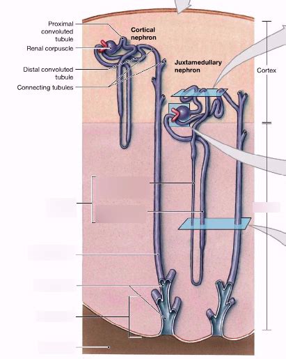 histology of nephron (2/2) Diagram | Quizlet