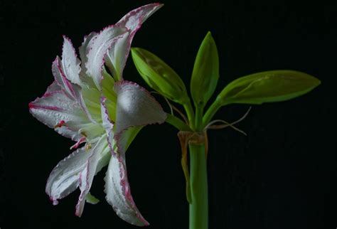 K Amaryllis Closeup Black Background White Hd Wallpaper Rare