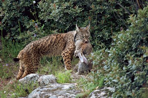 lifeline   iberian lynx national geographic