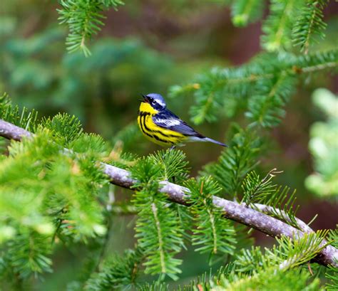Bird-Friendly Coffee Explained: Avian-Friendly Brews