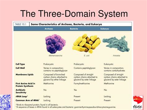 Ppt Ch 10 Taxonomy And Classification Powerpoint Presentation Id 223850