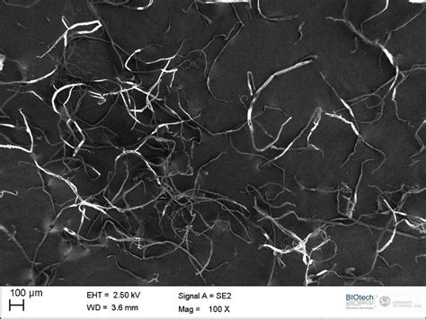 Sem Micrograph Of Cellulose Fibers From Used Office Paper Scale Bar