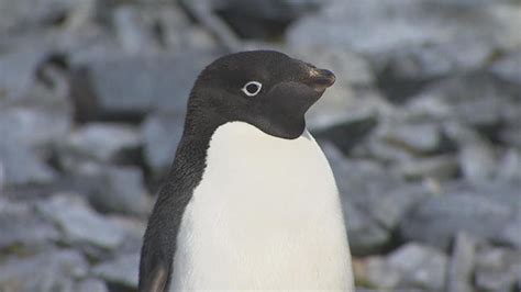 Climate Diaries: Dramatic decline in Antarctica's penguin population ...