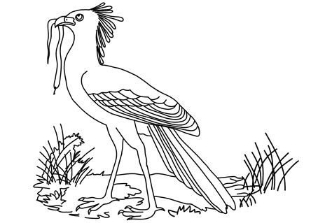 Secretarybird Coloring Page For Adults Free Printable Coloring Pages