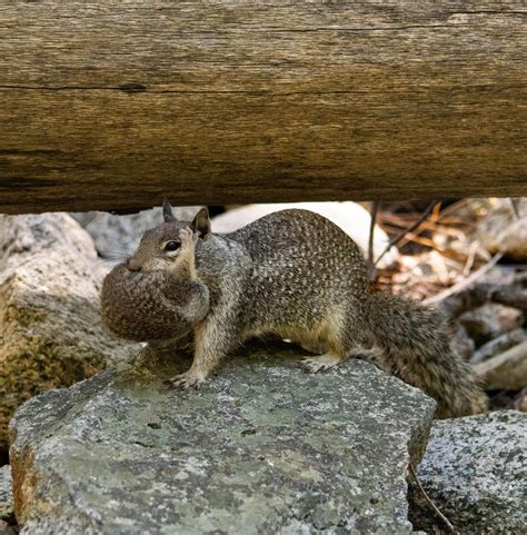 A mother squirrel carrying her baby [OC] : r/pics