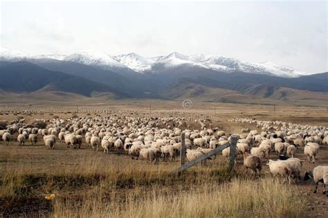 A Sheep Flock Walking Towards The Snow Mountain Picture Image 4418317