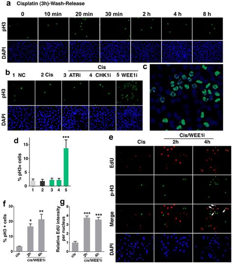 Effect Of WEE1i ATRi And CHK1i On G2 M Cell Cycle Checkpoint A