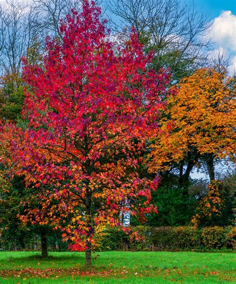 Brandywine Red Maple Eco Tree Company