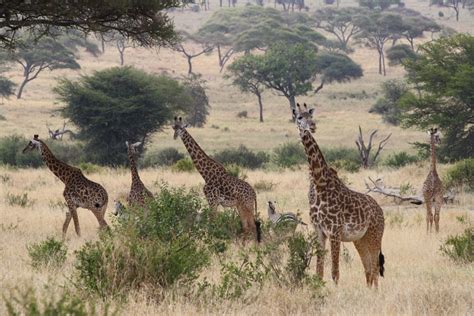 5 Facts About Tarangire National Park | Tanzania Safaris | Tanzania Tours5