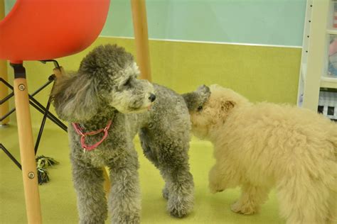 きょうの犬の幼稚園6月4日（土） 犬のしつけ・犬の幼稚園ズットドッグ桶川・上尾・伊奈・北本の犬の幼稚園・犬の一時預かり・ドッグホテル