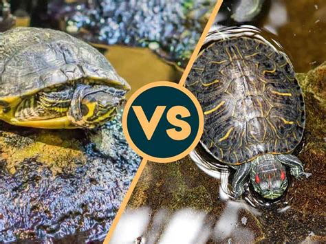 Yellow Bellied Slider Vs Red Eared Slider Whats The Difference