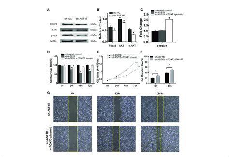 Asf B Targets P Akt Akt And Foxp And Rescue Assays Confirm That