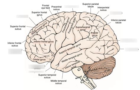 Neuro Exam 1 Diagram Quizlet