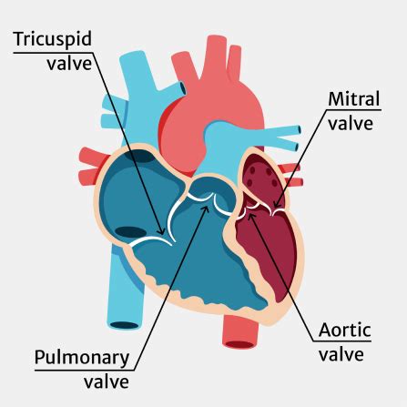 What is heart valve disease? | NewHeartValve - AU