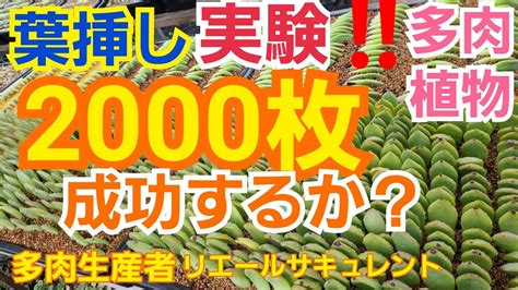 【多肉植物】【ガーデニング】多肉初心者🔰さん‼️葉挿しの実験です～🎶成功するかな⁉️笑2021年7月15日 Youtube