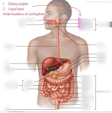 Digestive Diagram Quizlet