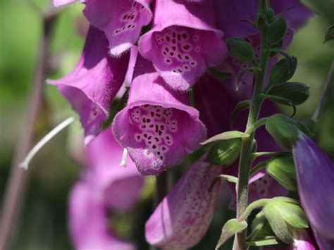 Heimischer Fingerhut (Digitalis purpurea) für Deinen Garten!