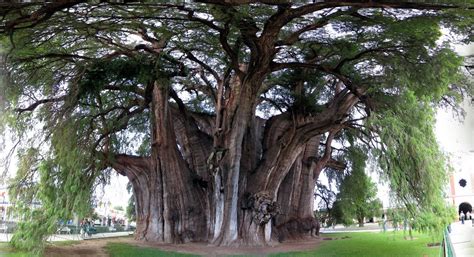 Árbol del Tule Santa María del Tule Oaxaca México ahuehuete