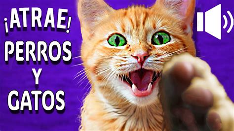 Gatos Maullando Para Perros Y Felinos Sonidos De Gatos Para Perros