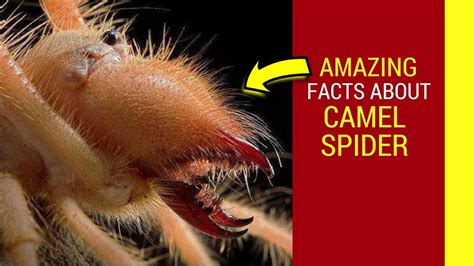 Interesting Facts About A Camel Spider : General facts about a camel ...