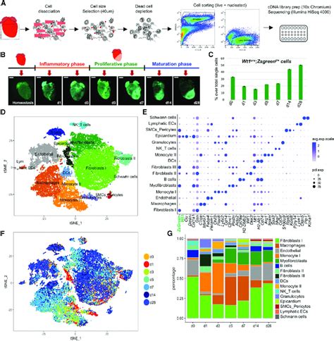 Singlecell Rna Sequencing Rnaseq For Senescent Mouse