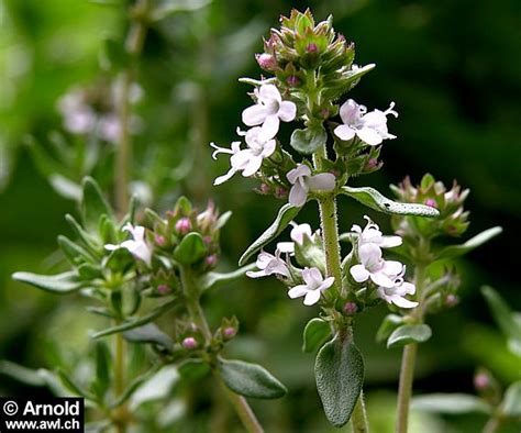 Thymian Thymus Vulgaris Als Heilpflanze Awl Ch