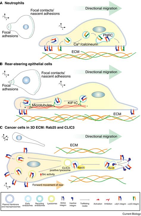 Endocytic Trafficking Of Integrins In Cell Migration Current Biology