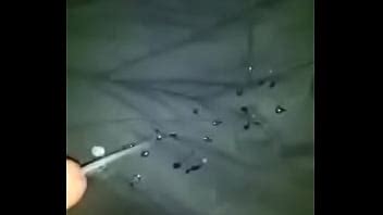 XVIDEOS