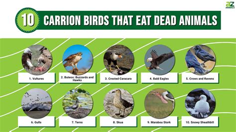 10 Carrion Birds That Eat Dead Animals A Z Animals